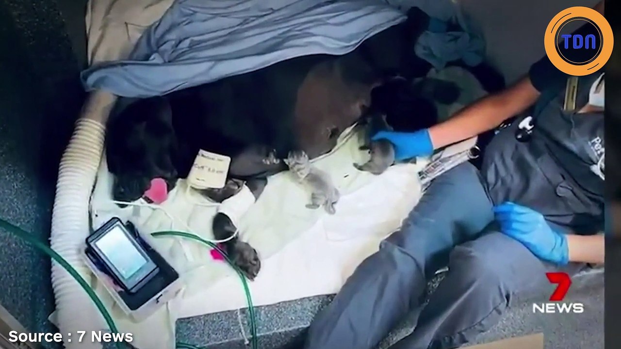 Record du monde : cette chienne accouche de 21 chiots !