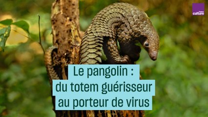 Le pangolin : du totem guérisseur au porteur de virus