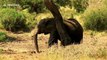 Male elephant uses tree trunk to scratch an itchy behind