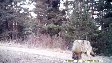 Ormanlık alanda avı ile ilerleyen kurt fotokapana takıldı