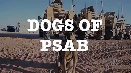 U.S. Air Force Military Working Dog