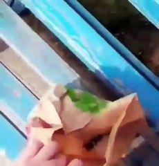 Un homme offre son repas à un chien errant