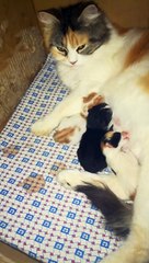 New Born Triplets Kitty In Quarantine Days