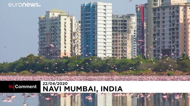 Beeindruckende Bilder: Viel mehr Flamingos als sonst