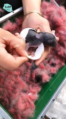 Top Amazing video ( Ep01 )