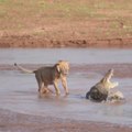 Battle Between  Lion and  Crocodile | Who will win