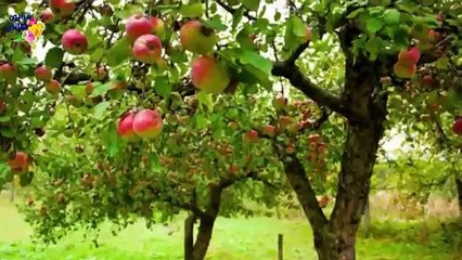 قصة رائعة قضى الجراد على حقول أهل القرية فجاءت الشرطة لمعرفة سبب بقاء حقل هذا المزارع و المفاجأة