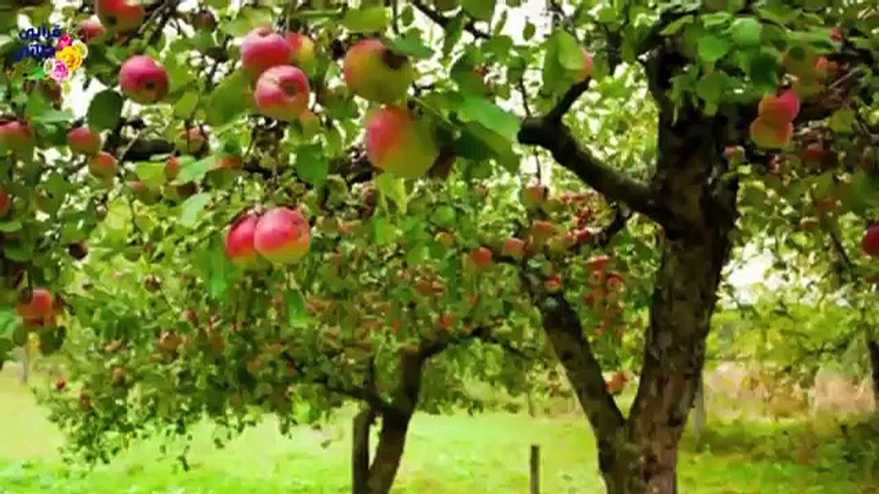 قصة رائعة قضى الجراد على حقول أهل القرية فجاءت الشرطة لمعرفة سبب بقاء حقل هذا المزارع و المفاجأة