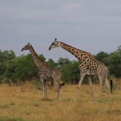 Love Of Giraffe | Birth Of A Baby Giraffe