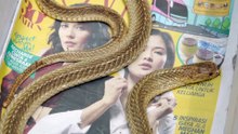 TRAILER: Aku Bukan Pawang Ular