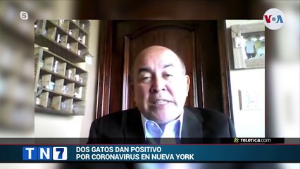 tn7-Dos gatos dan positivo por COVID-19 en Nueva York-230420
