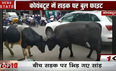 Top 10: बीच सड़क पर दो सांडों की लड़ाई में ट्रैफिक जाम, IIT बॉम्बे परिसर में भी सांडों ने मचाया कोहराम, देखें देश-दुनिया की खबरें