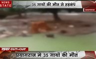 Khabar Cut2Cut: प्रयागराज में 35 गायों की मौत, प्रशासन कर रही है लीपापोती, देखिए देश-दुनिया की बड़ी खबरें