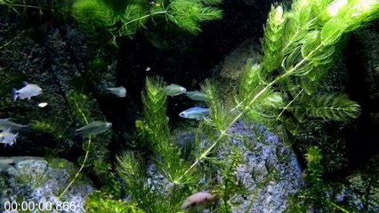 Most Beautiful Fishes From Around The World