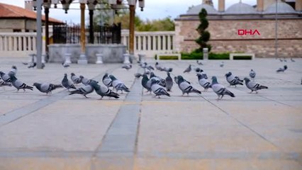 Polisler, güvercinleri besledi