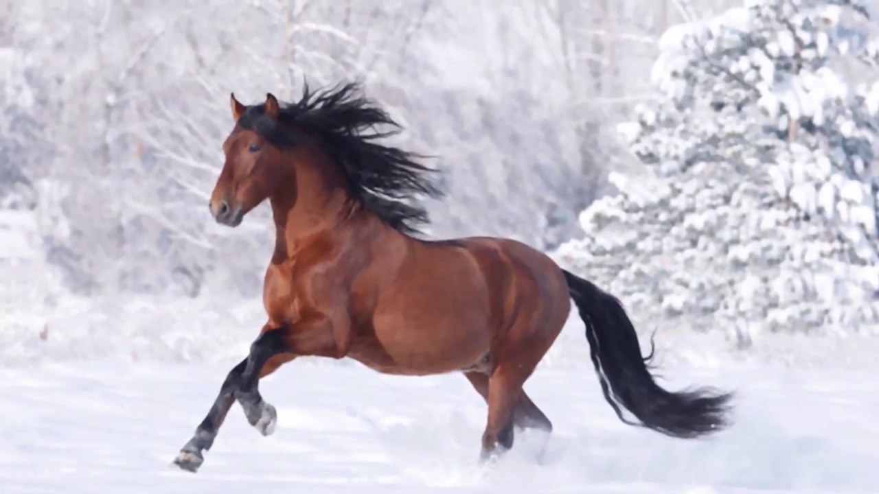 Top 10 Fastest Horse Breeds in the World