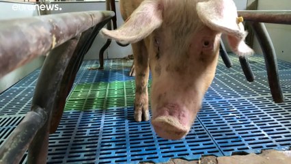 Вирус свиной чумы бродит по Европе