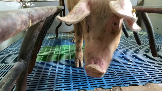 Вирус свиной чумы бродит по Европе