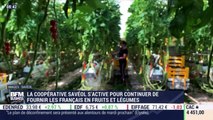 La France qui résiste: La coopérative Savéol s'active pour continuer de fournir les Français en fruits et légumes - 24/04