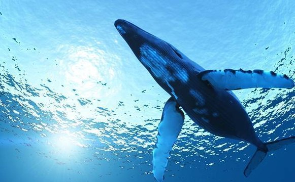 ब्लू व्हेल गेम के चक्कर में फंसा छात्र, घर से भागकर मुंबई पहुंचा