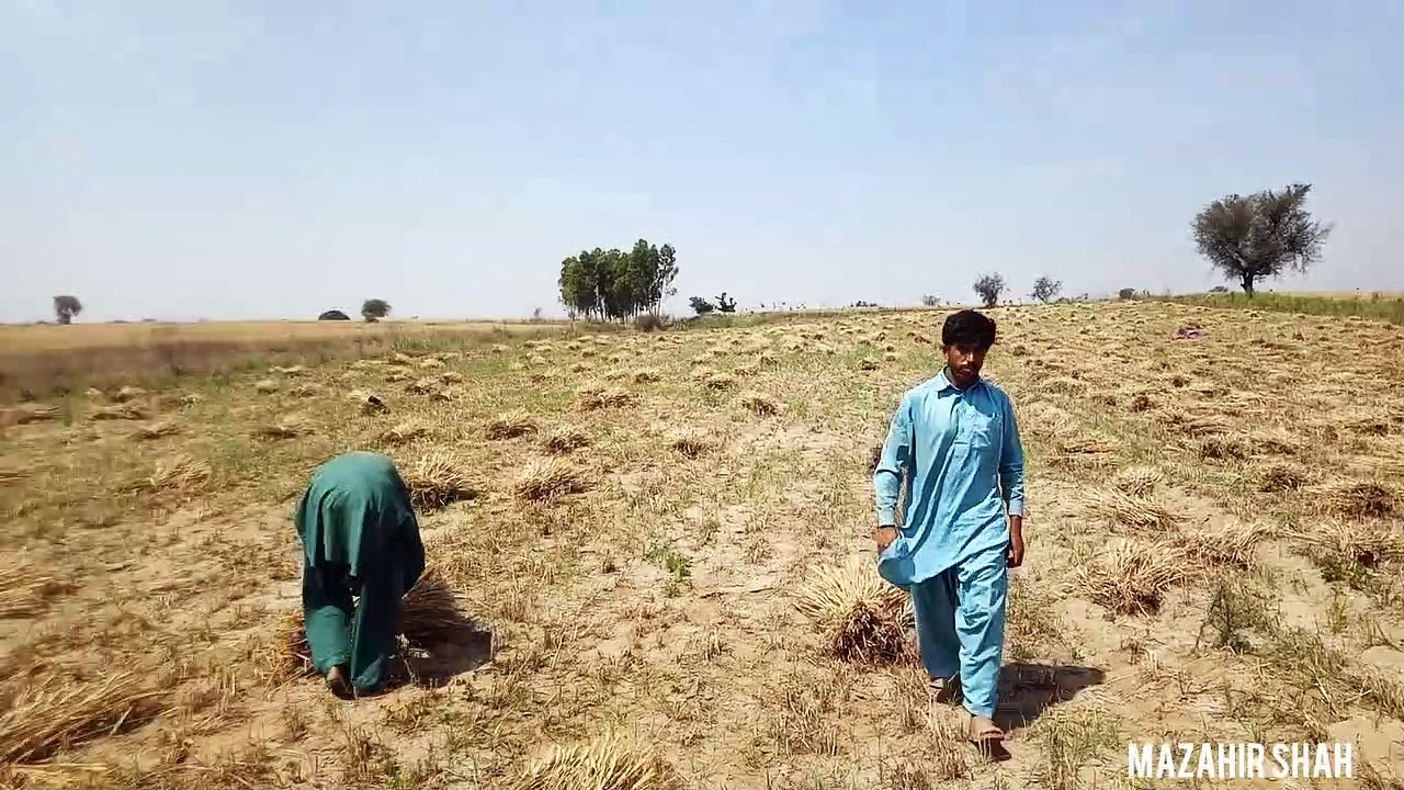 کامرہ گاوں میں گندم کی کٹای جاری ہے.24 اپریل2020   Harvesting Gold At Kamra Kala