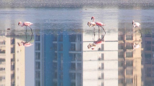 Pink flamingos flock to Indian city of Navi Mumbai amid nationwide coronavirus curfew