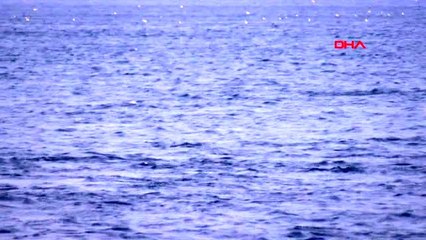 SARAYBURNU'NDA YUNUSLARDAN GÖRSEL ŞÖLEN