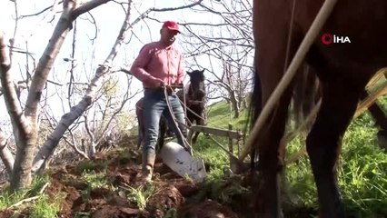 Aydın'da üretim seferberliği...Atları ile tarlalara akın eden köylüler böyle çalışıyor