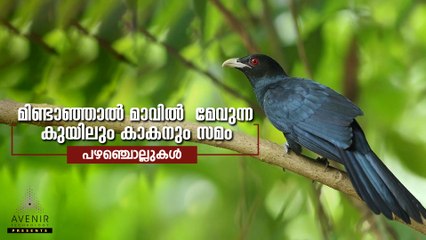 Mindanjal Maavil Mevunna Kuyilum Kaakanum Samam | Malayalam Proverbs | Avenir Technology