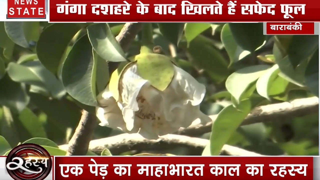 रहस्य: जानें दुनिया का इकलौता ऐसा पेड़ जिससे जु...