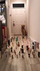 Graceful Doggy Follows in Kitty's Footsteps