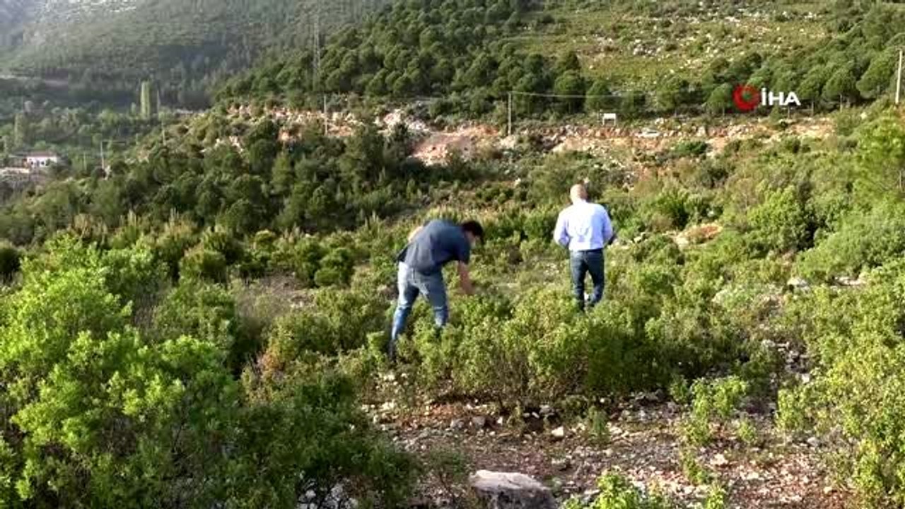 Bağışıklık sistemini güçlendiren 'Cistus' bitkisinde talep patlaması