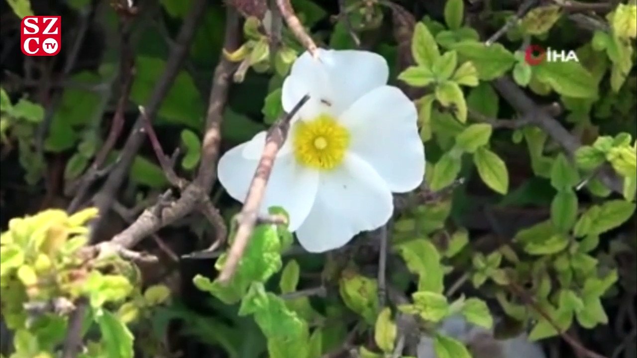 Bağışıklık sistemini güçlendiren 'Cistus' bitkisinde talep patlaması