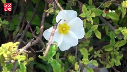 Bağışıklık sistemini güçlendiren 'Cistus' bitkisinde talep patlaması