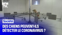 Des chiens peuvent-ils détecter le coronavirus ?