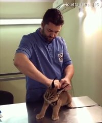 Yabani Karakulak kedisini daha önce gördünüzmü!