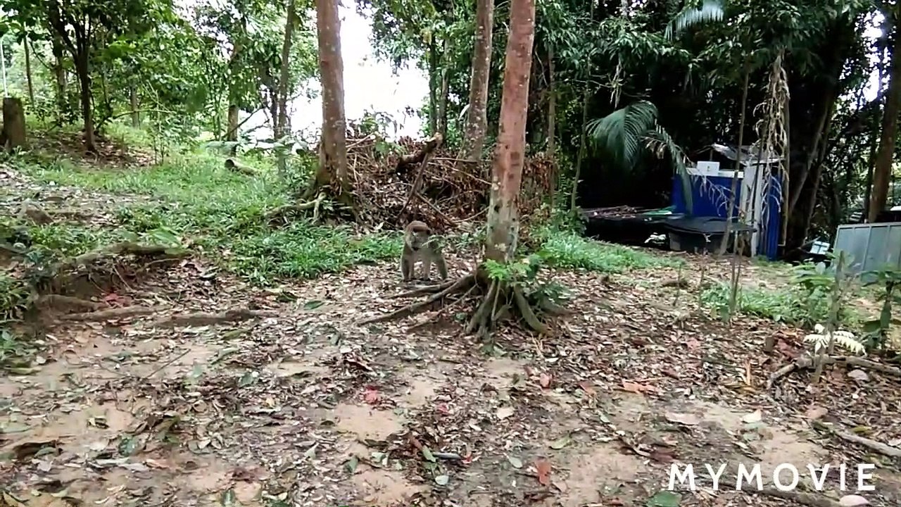 Monkey