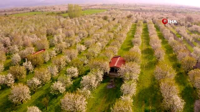 Sultandağı'nda açan kiraz bahçeleri göz kamaştırdı