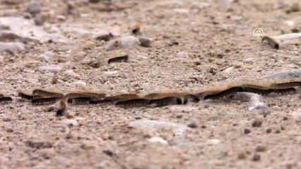 Tırtıl sürüsünün tek sıra halindeki yolculuğu görsel şölen oluşturdu