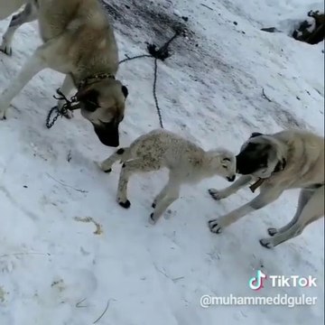 SiVAS KANGAL KOPEKLERi ve YENi DOGMUS KUZU - KANGAL DOGS and SHEEP PUPPY GAME