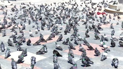 Tekirdağ'da güvercinleri zabıta besledi