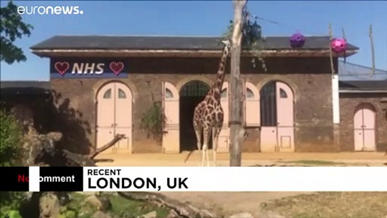 Londoner Zoo: Giraffenhaus zeigt sich solidarisch mit Corona-Bekämpfern