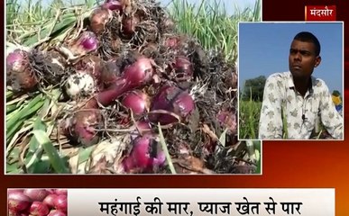 MP: मंदसौर में मंहगे प्याज का असर, किसान के खेत से प्याज की खड़ी फसल उखाड़ ले गए चोर