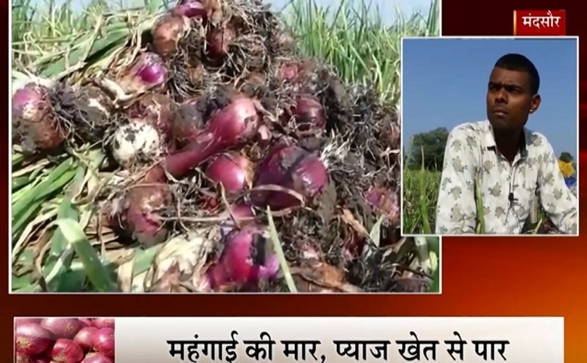 MP: मंदसौर में मंहगे प्याज का असर, किसान के खेत से प्याज की खड़ी फसल उखाड़ ले गए चोर