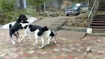 BESiKTASLI SiYAH BEYAZ ALABAY KOPEKLERi - BLACK WHiTE ALABAi SHEPHERD DOGS