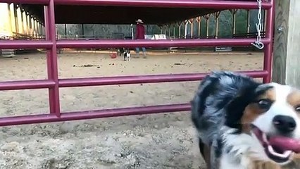 Doggo Make Graceful Jump Through Gap in Gate