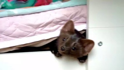 Cute Sable Listening out for Squeaky Sounds