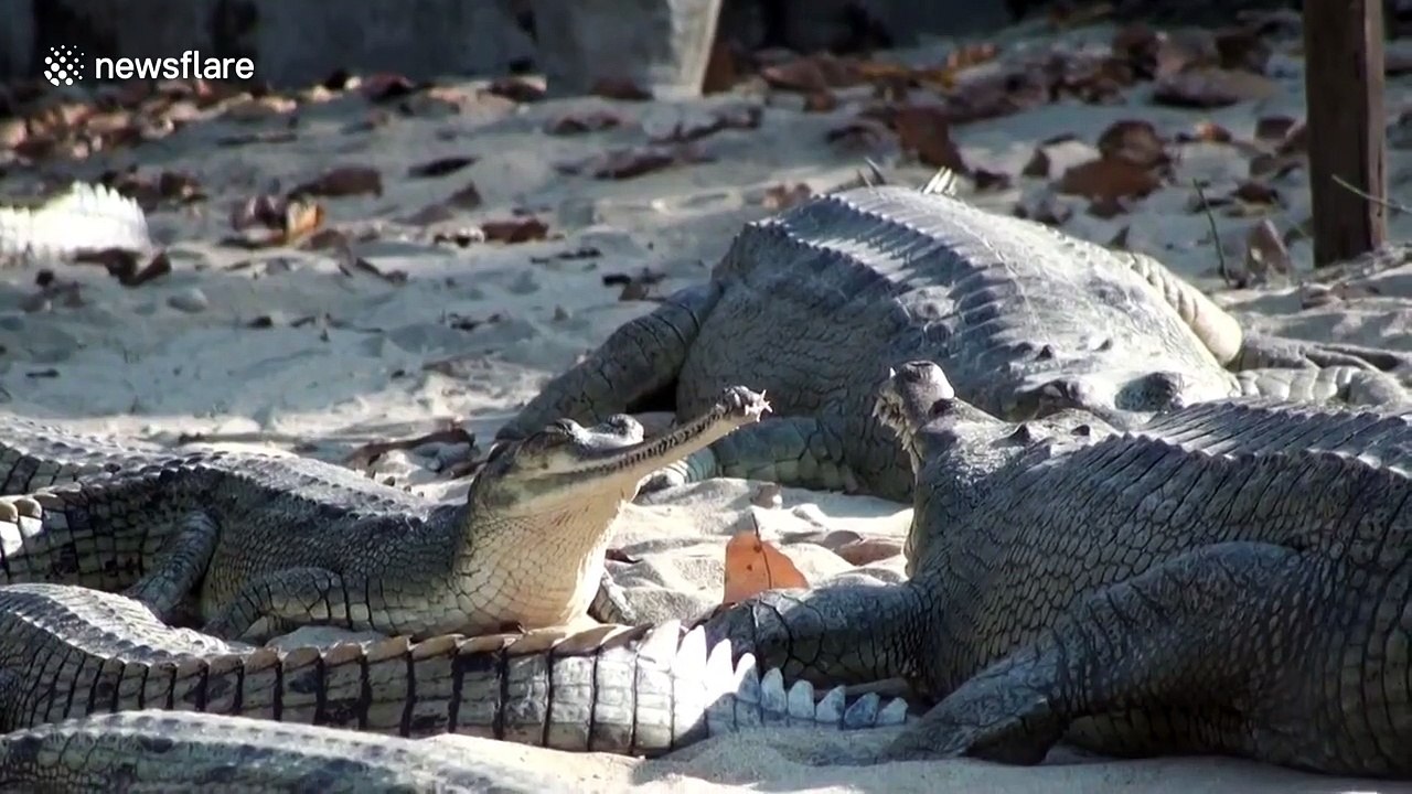 Photographer goes eye-to-eye with critically endangered gharial in Nepal