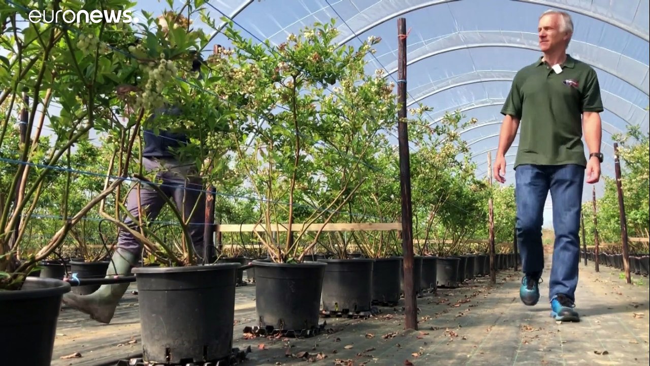 Britische Bauern bangen: Wer wird ihre Erdbeeren pflücken?