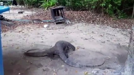 Monitor lizards fight over scraps of food in Thai park during coronavirus lockdown